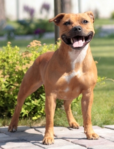 стаффордширский бультерьер